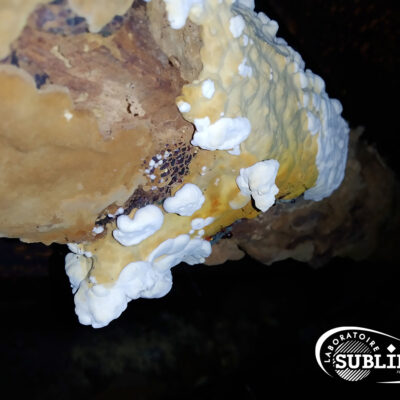 Les mérules ? Un cauchemar ?