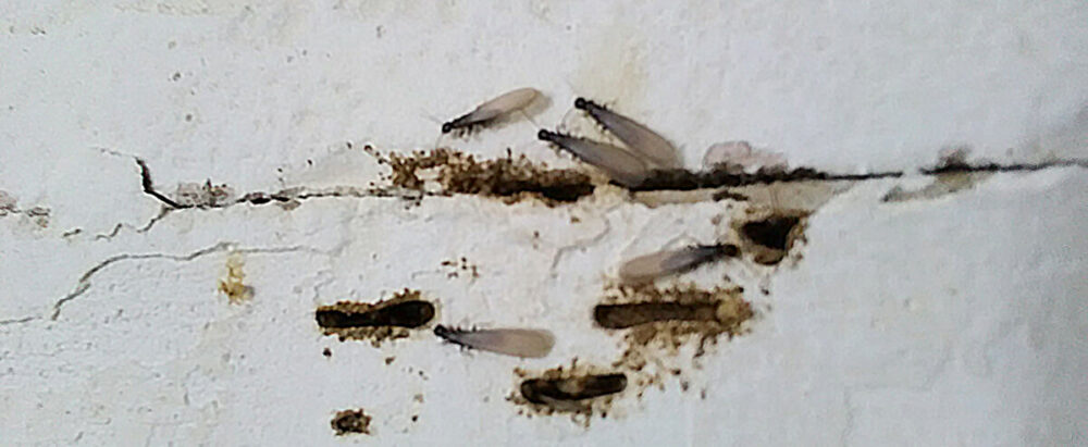 termites ailés