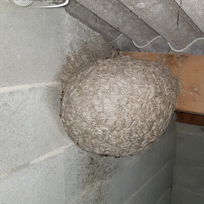 Les guêpes : écosystème et traitement