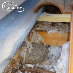 nid de guêpes sous toiture