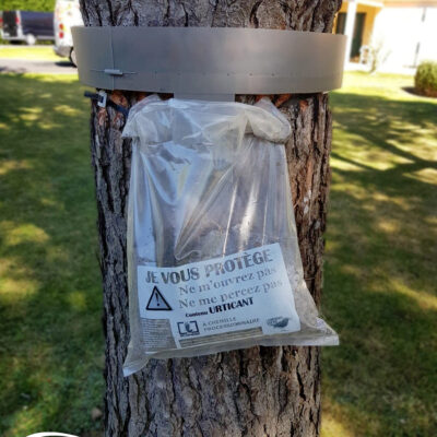 Chenilles processionnaires du pin