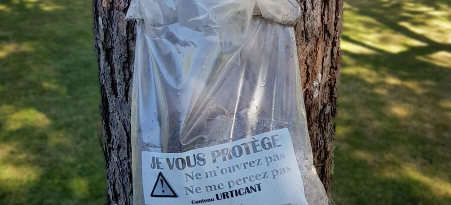 piège à chenilles processionnaires