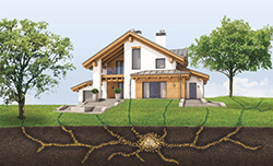 dossier sur le traitement des termites