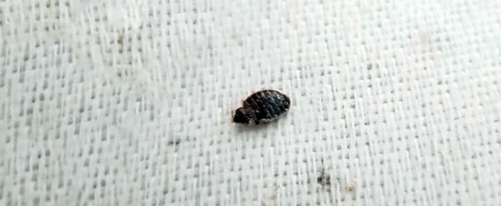 Punaise de lit sur une couverture