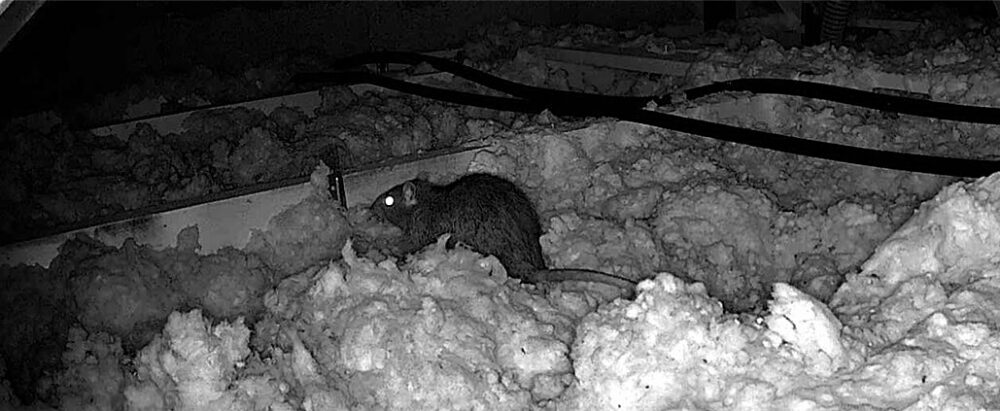 rat dans les combles