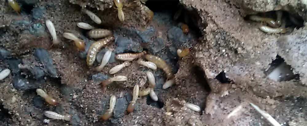 Photo de différentes castes de termites