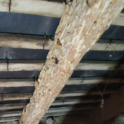 Chevron attaqué par les insectes