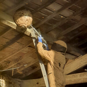 traitement de nid de guêpes